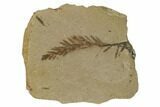 Dawn Redwood (Metasequoia) Fossil - Montana #165214-1